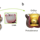 Image: Sang-Yul Baik et al